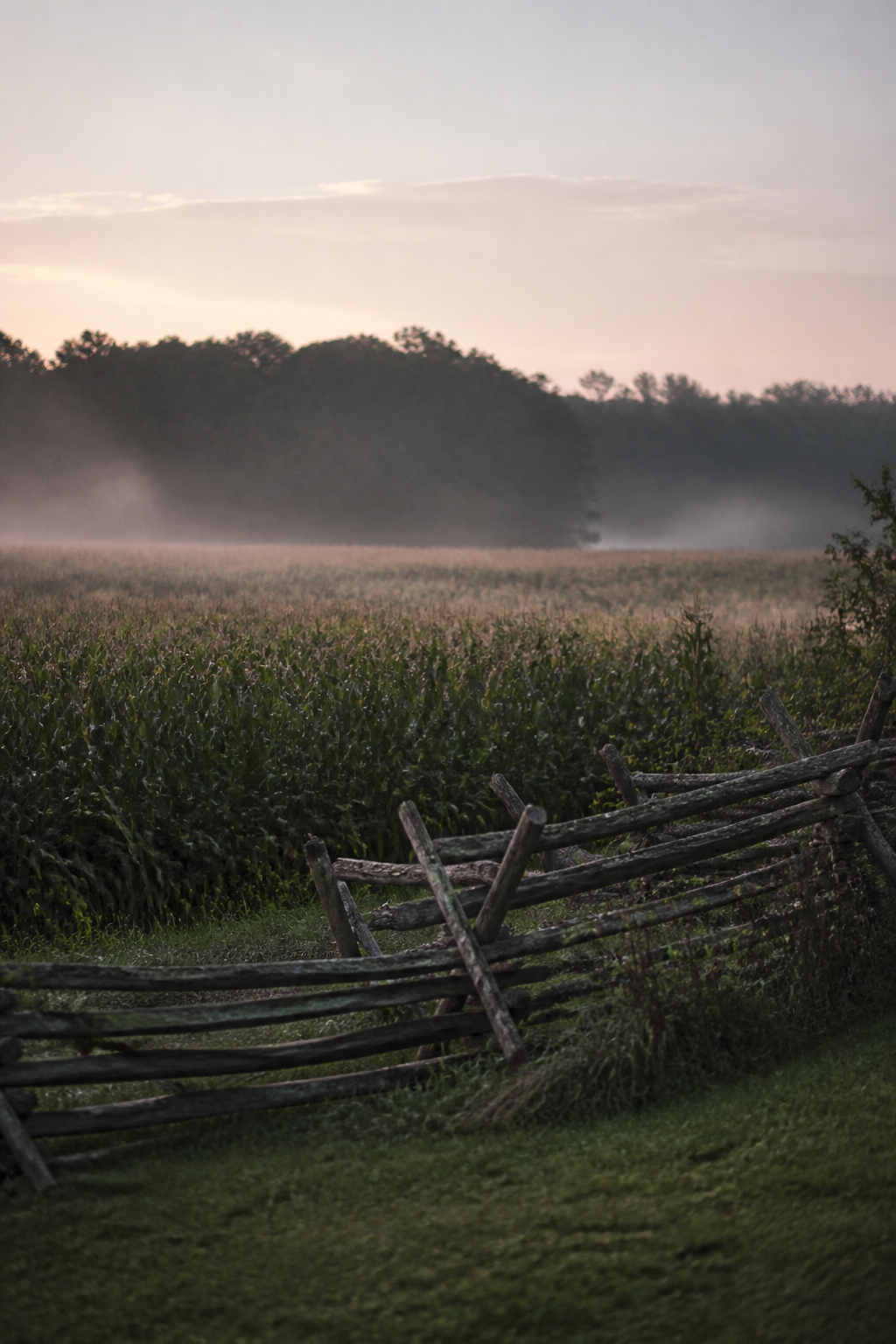A field of full grown corn at first light in September, mist between the rows, a worm rail fence along the near edge and dark woods on the far side under a pale sky.